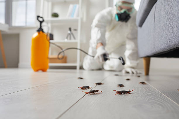 Post-Treatment Bed Bug Interceptor Monitoring in Metamora
